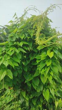 "Marvel at the beauty of Dioscorea bulbifera, its lush foliage and unique bulbils adding charm to any garden. Nature's beauty in every vine."	