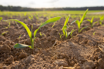 a field with a corn harvest in the evening