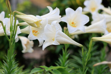 Naklejka premium たくさん咲いてるユリの花