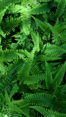 background texture of beautiful green fern leaves with a touch of shadow and light from the sun