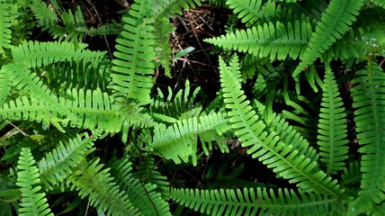 background texture of beautiful green fern leaves with a touch of shadow and light from the sun