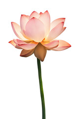 Lotus flower