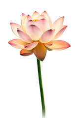 Obraz premium Lotus flower