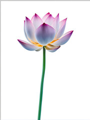 Naklejka premium Lotus flower