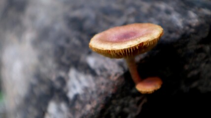 Close-up view of brown mushrooms growing on dead trees in tropical areas