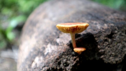 Close-up view of brown mushrooms growing on dead trees in tropical areas