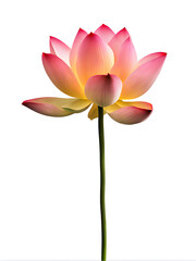 Lotus flower