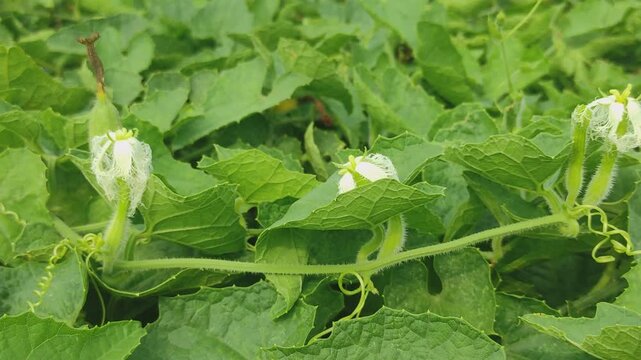 Beds have been made on the new parwal cultivation land and parwal trees are slowly rising to the top. pointed gourd plant, pointed gourd, pointed gourd tree in india,	