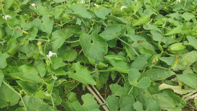 Beds have been made on the new parwal cultivation land and parwal trees are slowly rising to the top. pointed gourd plant, pointed gourd, pointed gourd tree in india,	