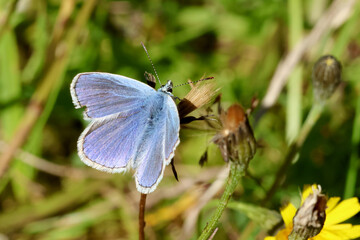 Common blue