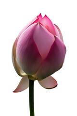 Fototapeta premium Lotus bud
