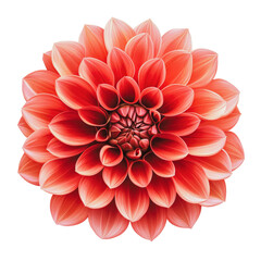 PNG Close-up of a red dahlia flower in bloom