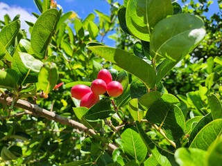 Miracle fruit and leaves on tree