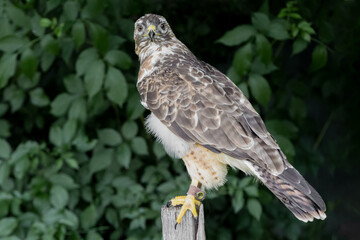 A close up of a captive buzzard at a rescue centre. It is perched on a wooden post staring down the lens