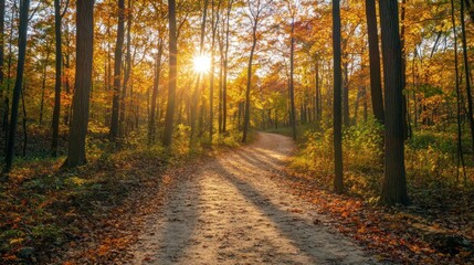 Obraz premium Sunlit Path Through Autumn Forest