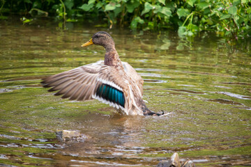 A male mallard duck flapping its wings in the clear river water.