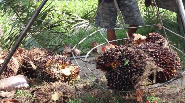 Close-up view of palm oil fruit weighing activity