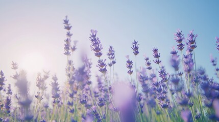 Fototapeta premium Lavender Field in the Sunlight