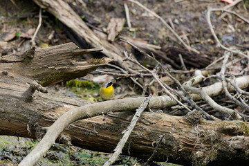 The common yellowthroat (Geothlypis trichas) it is also known as the yellow bandit. It is an abundant breeder in North America, ranging from southern Canada to central Mexico.