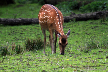 wild deer (dama mesopotamica)