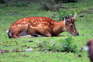 wild deer (dama mesopotamica)