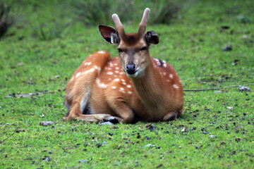 wild deer (dama mesopotamica)
