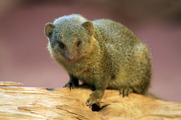dwarf mongoose (Helogale parvula)