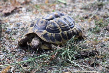 small turtle in the garden