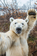 Polar bear taking a selfie generated by AI

