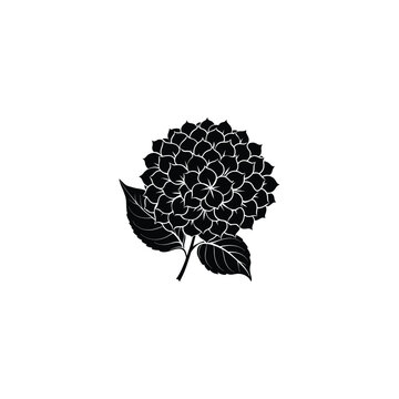 black hydrangea flower on white background clip art preview