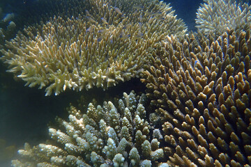 natural coral in the Red Sea Egypt