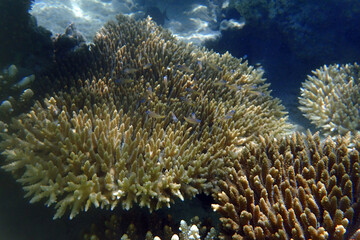 natural coral in the Red Sea Egypt