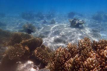 marine life in the Red Sea Egypt, hurghada