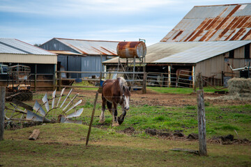 Clydesdale horse, large draft draught, rural farm farming , country rural lifestyle, rusty rusted...