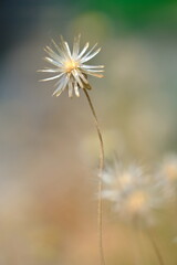 Gletang is a type of plant, mostly found wild as a weed, a member of the Asteraceae family. Tridax procumbens. natural background.