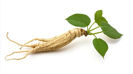 ginseng plant on white background, medicinal ginseng root