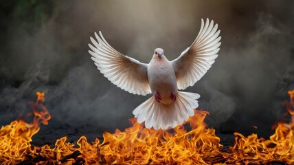 Obraz premium Dove flying before flames, peace symbol