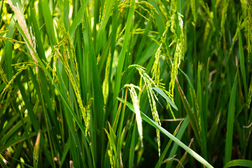 Rice field, main food Green Thailand swaying in the wind captures the essence of nature.