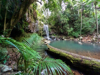 Curtis Falls, nestled in Tamborine National Park, offers a serene rainforest waterfall setting within Queensland's Scenic Rim, Australia