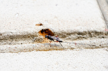 Xorides is a genus of ichneumon wasps in the family Ichneumonidaek, basking in the sun on a warm summer day, close up, horizontal