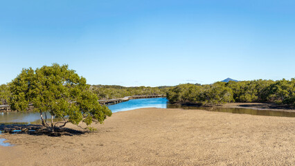 Coastal Wetlands with Mangrove Forest at Urunga Lagoon, view from Urunga Boardwalk, a Scenic Walkway in Coastal New South Wales, Eastern Australia