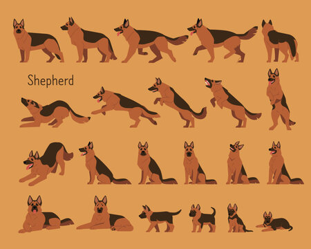 A collection of various Shepherd Dog movements. flat vector illustration.
