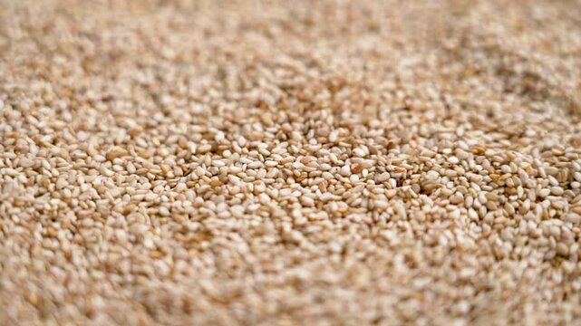 Organic sesame seeds as aromatic baking seasoning falling in slow motion with rotation