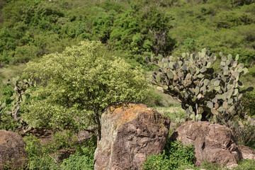 Cactus landscape. Beautiful green landscape in Oaxaca Mexico.