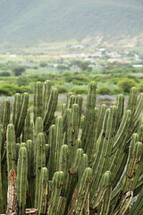 Close-up to old Mexican Cactus in Oaxaca against landscape