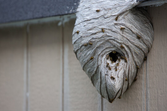 Large wasp nest on side of shed swarmed with wasps