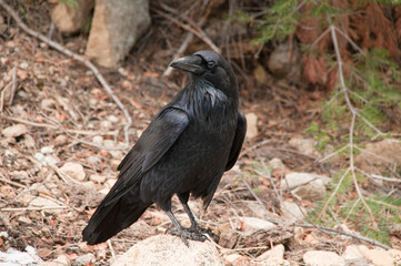 Black raven pirched on a rock in the woods