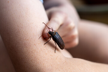 A large beetle crawling on a person's arm, showing close interaction