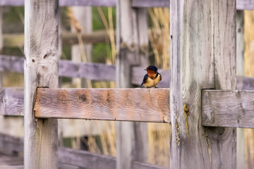 Barn Swallow Resting on Wooden Fence