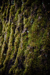 Close-up of green moss on rough tree bark, displaying rich texture
